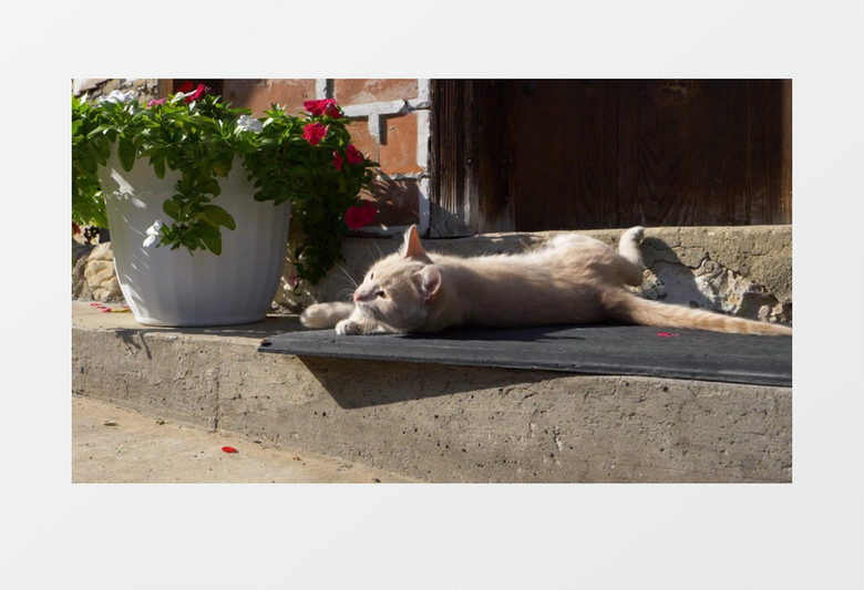 一只小猫趴在台阶上晒太阳实拍视频素材