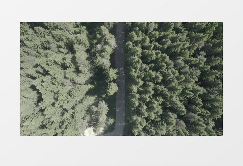 航拍道路两侧的茂密丛林实拍视频素材