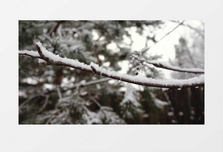 雪花缓缓降落到树上实拍视频素材