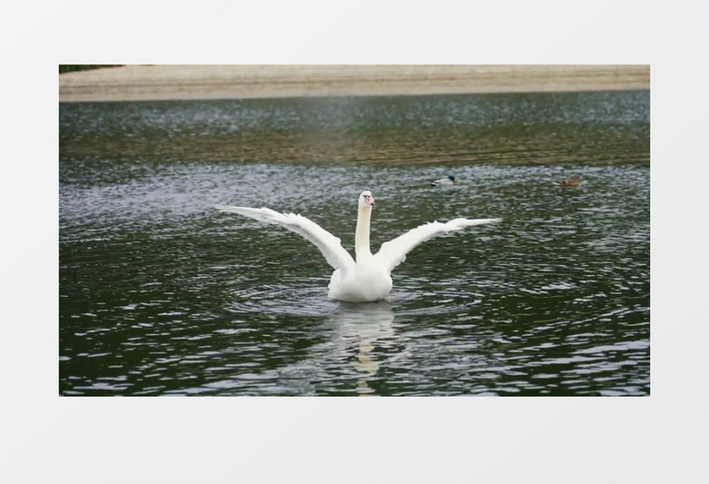 白天鹅在湖面上煽动翅膀实拍视频素材