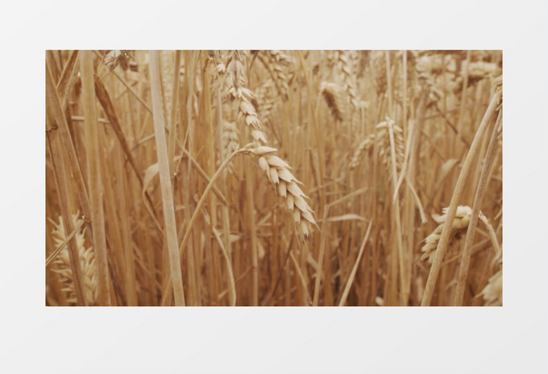 成熟的麦田在风中晃动实拍视频素材