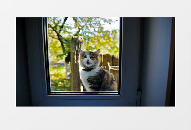窗外有一只漂亮猫咪实拍视频素材