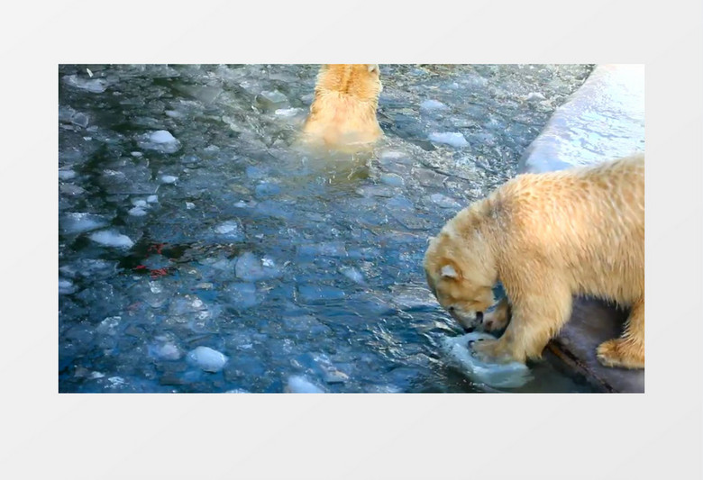 北极熊在冰水中玩耍实拍视频素材