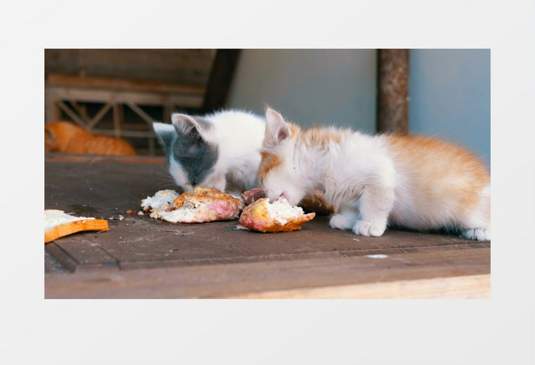 几只小猫在吃桌上的食物实拍视频素材