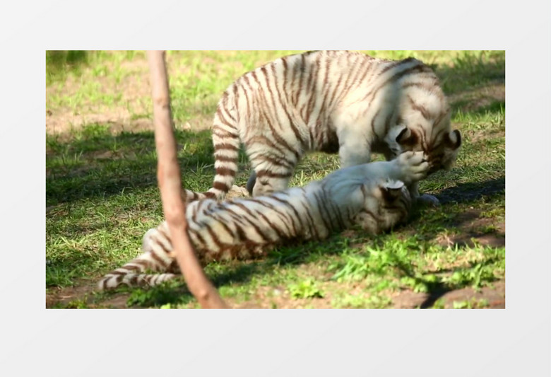 两只老虎幼崽在草地上玩耍实拍视频素材