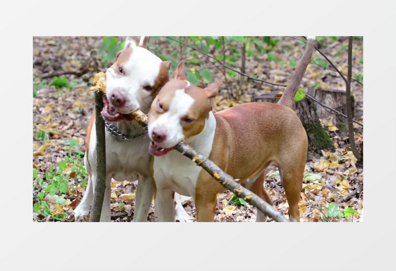 两只小狗啃树枝实拍视频素材