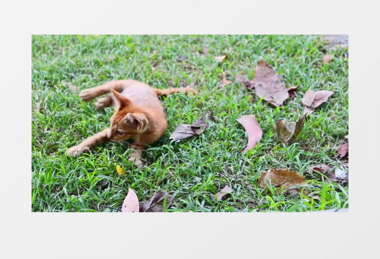 两只小猫在草地上玩耍实拍视频素材