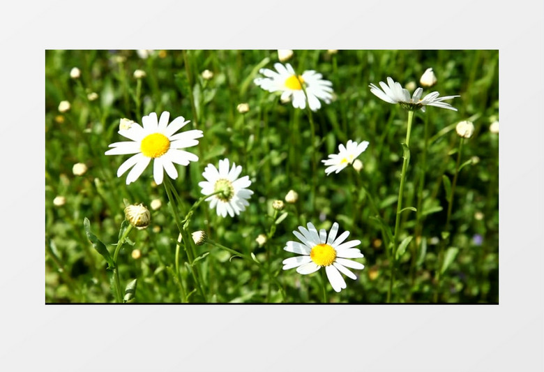 随风摇晃的小雏菊实拍视频素材