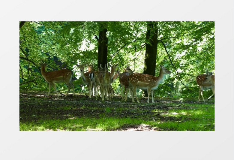 一群小鹿在森林中觅食实拍视频素材
