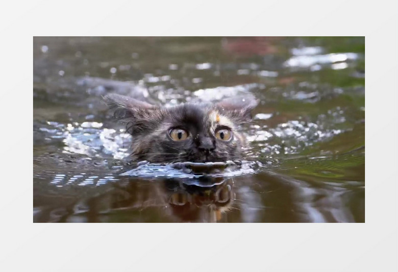 一只小猫在水中游泳实拍视频素材