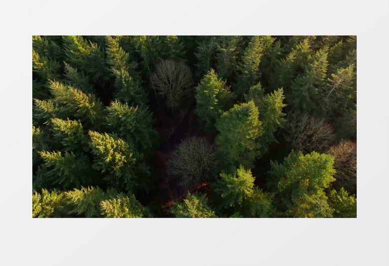 航拍森林上空的风景实拍视频素材