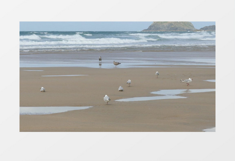 海鸥在沙滩上觅食休息实拍视频素材