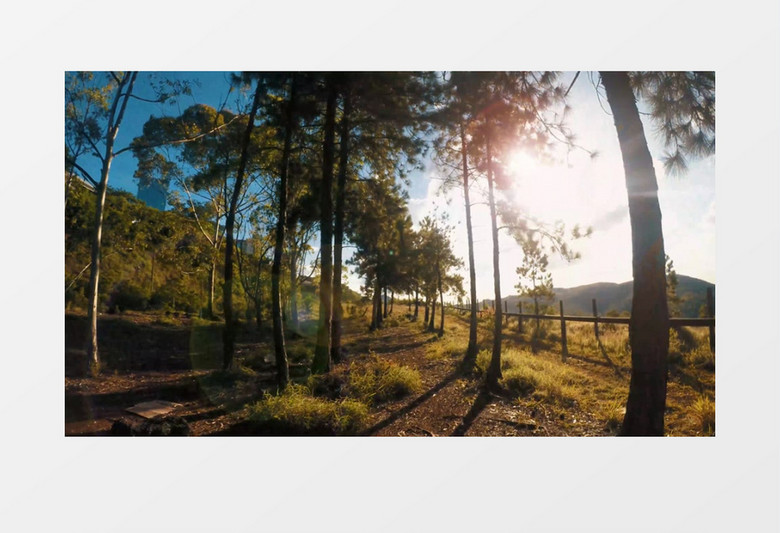 穿梭在洒满阳光的树林中实拍视频素材