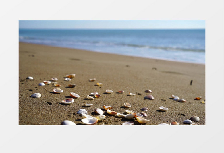 贝壳散落在沙滩上实拍视频素材