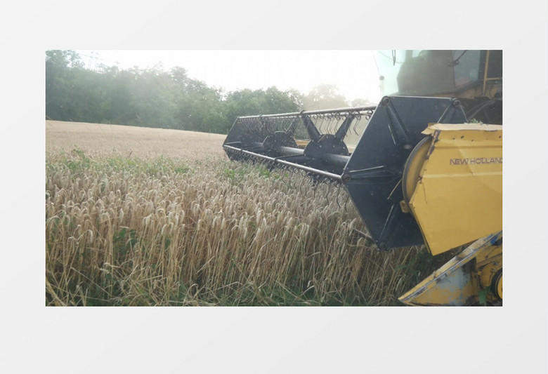 大型收割机收获小麦实拍视频素材
