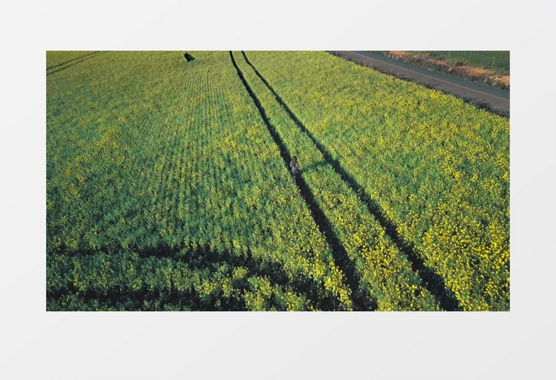 一个女孩在油菜花田中奔跑实拍视频素材