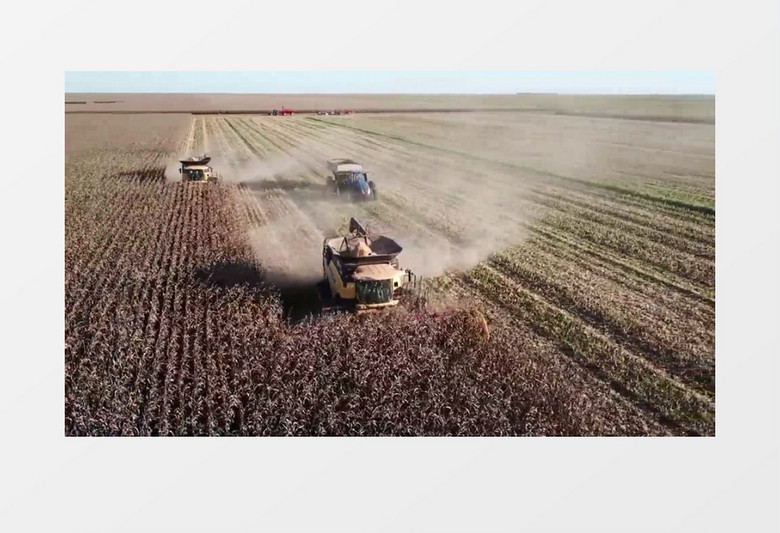 几辆玉米收割机在田中工作实拍视频素材
