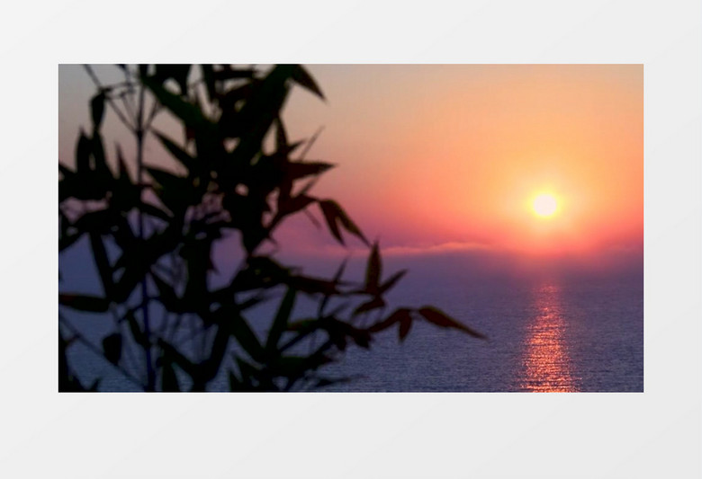 夕阳西下微风轻拂海边植被实拍视频素材