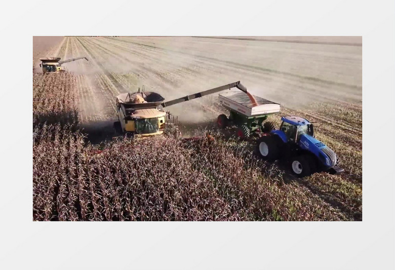 玉米收割机在玉米地中工作实拍视频素材