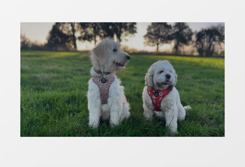 两只小狗在草地上玩耍实拍视频素材