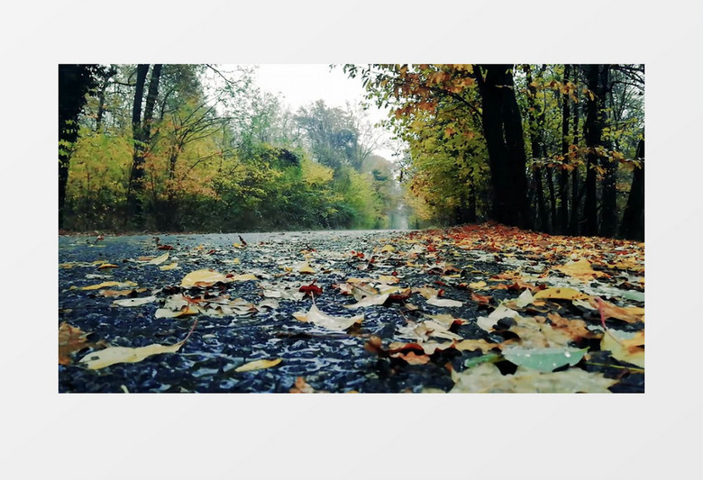秋季的森林雨水滴在路上的落叶中实拍视频素材
