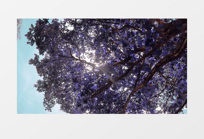 仰拍树枝中紫色的花朵实拍视频素材