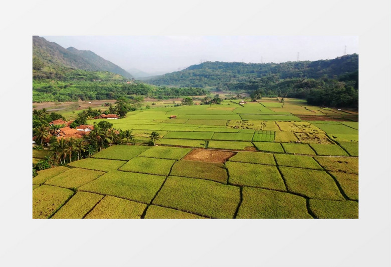 航拍森林中广袤的梯田实拍视频素材