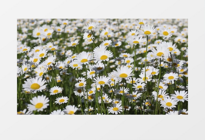 草坪上的小雏菊被风吹起肆意摇晃实拍视频素材