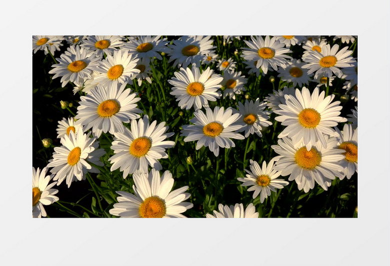 小雏菊迎着阳光随风摇晃实拍视频素材