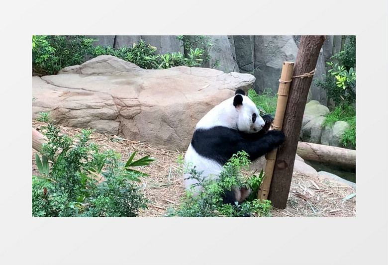 玩耍的熊猫实拍视频素材