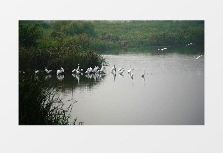 白鹤栖息在湖边实拍视频素材