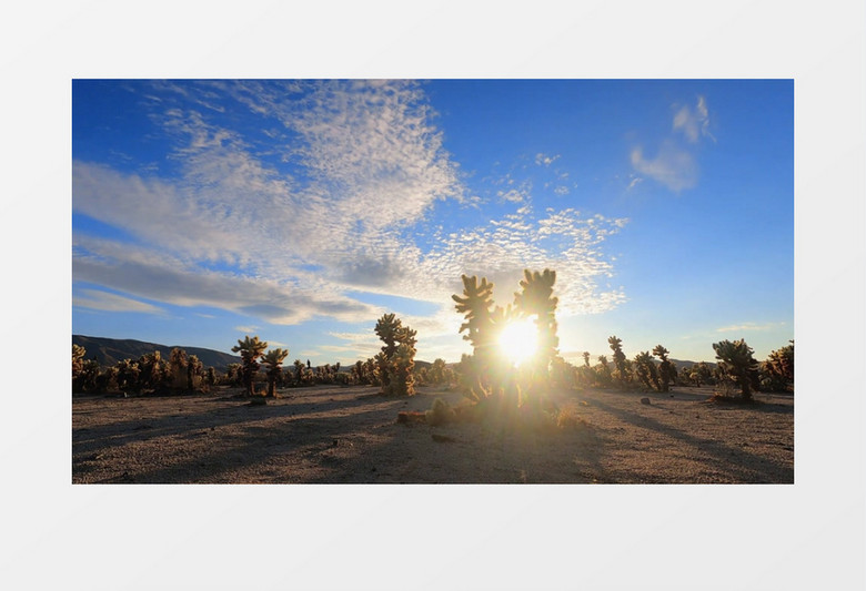 沙漠下的绿植实拍素材