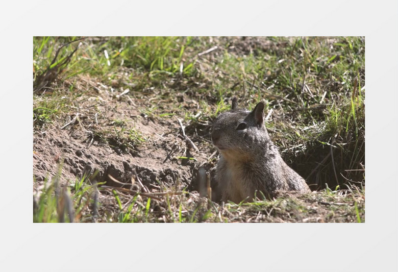 近距离拍摄松鼠观望实拍视频