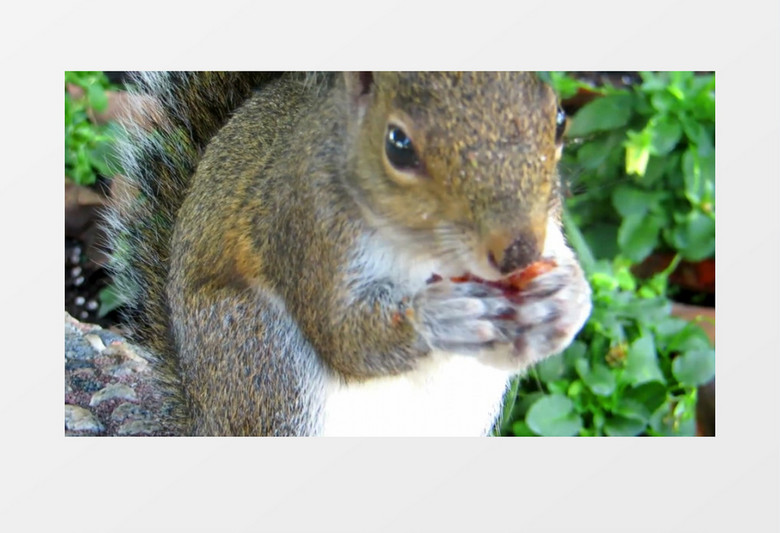 近距离松鼠吃果子实拍视频