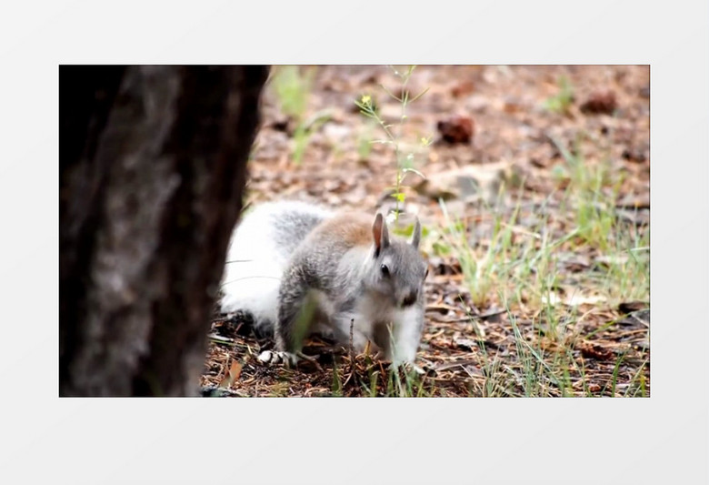 松鼠刨地找果子实拍视频