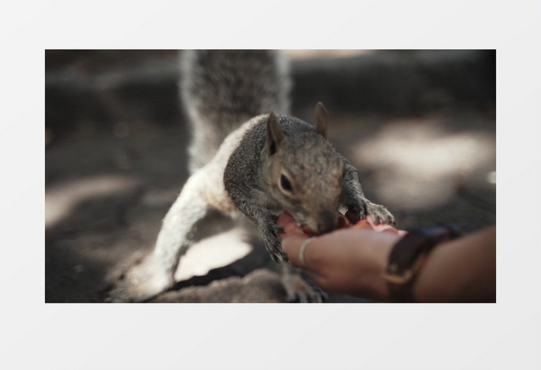 喂松鼠吃坚果实拍视频