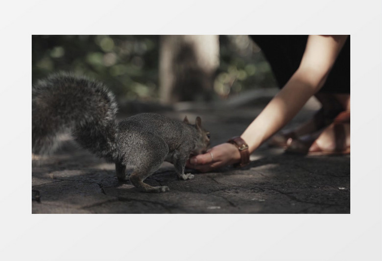 喂松鼠吃食物实拍视频