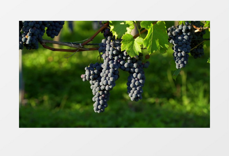 高清拍摄葡萄实拍视频