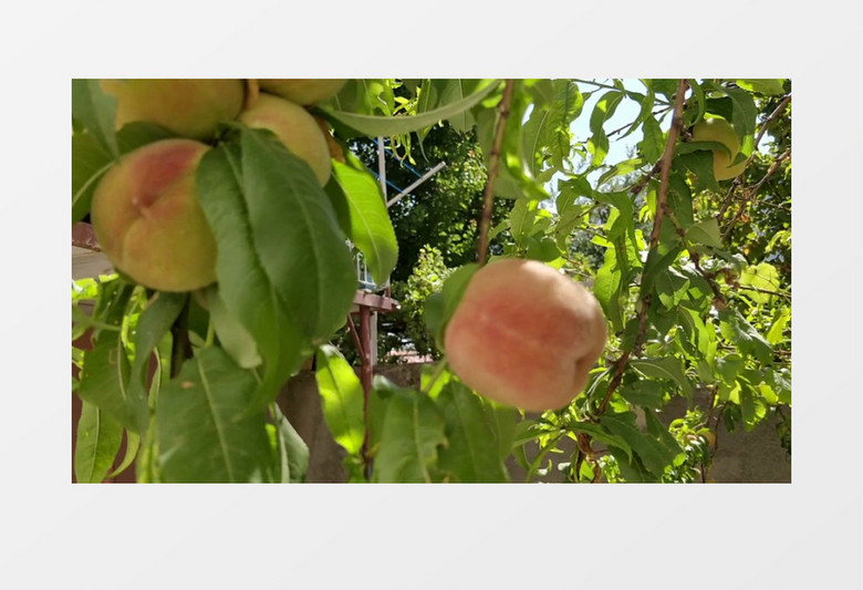 桃树挂桃实拍视频