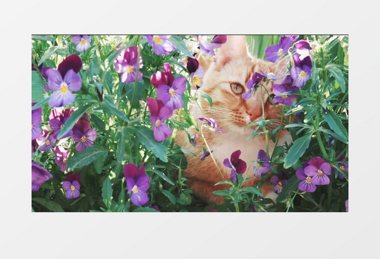 猫咪在花丛中傻萌傻萌的实拍视频