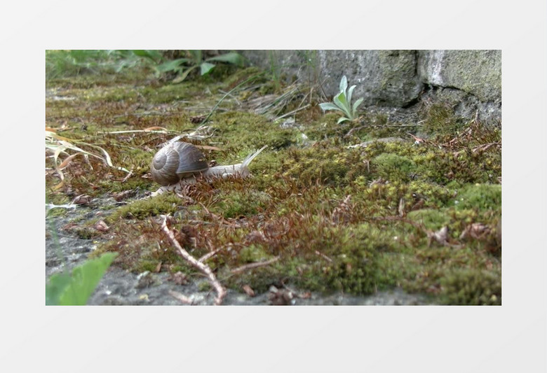 近距离拍摄花园蜗牛可爱慢行缓速爬行实拍视频