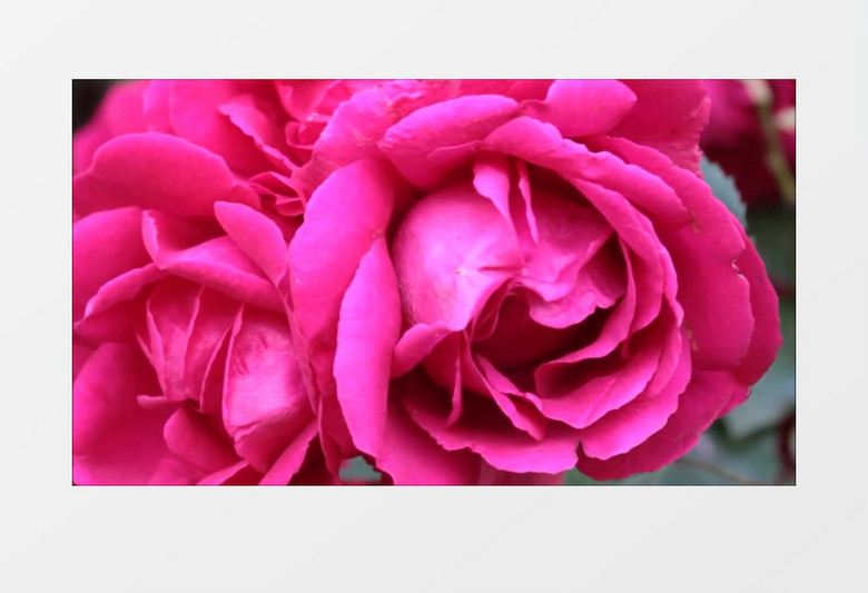 玫红色鲜艳的玫瑰高清实拍视频素材