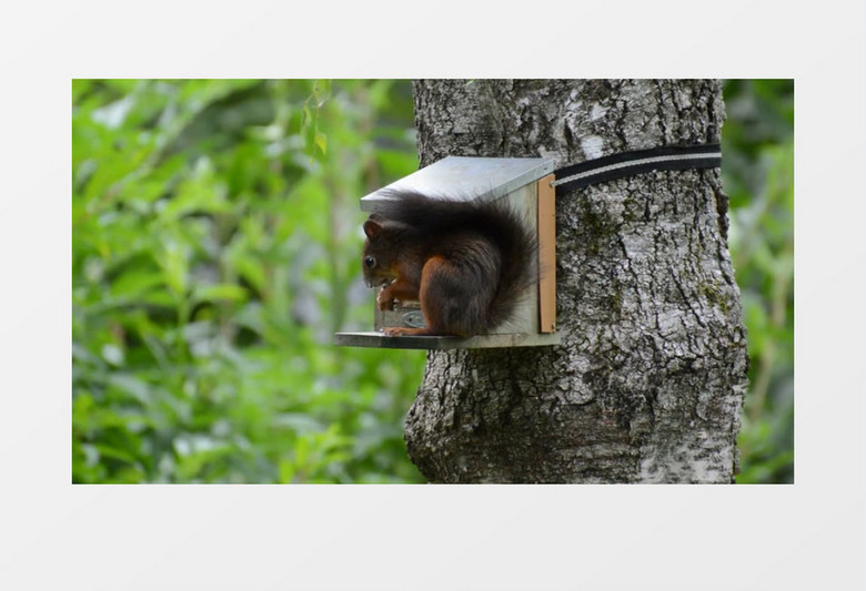 近距离拍摄可爱松鼠在树上的房子里吃坚果实拍视频素材
