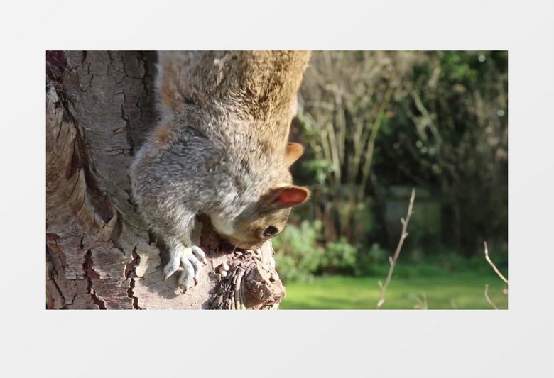 自然世界野生可爱动物棕色松鼠实拍视频素材
