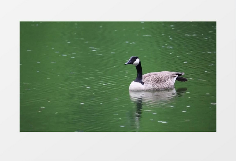 加拿大鹅黑天鹅水中游泳实拍视频素材