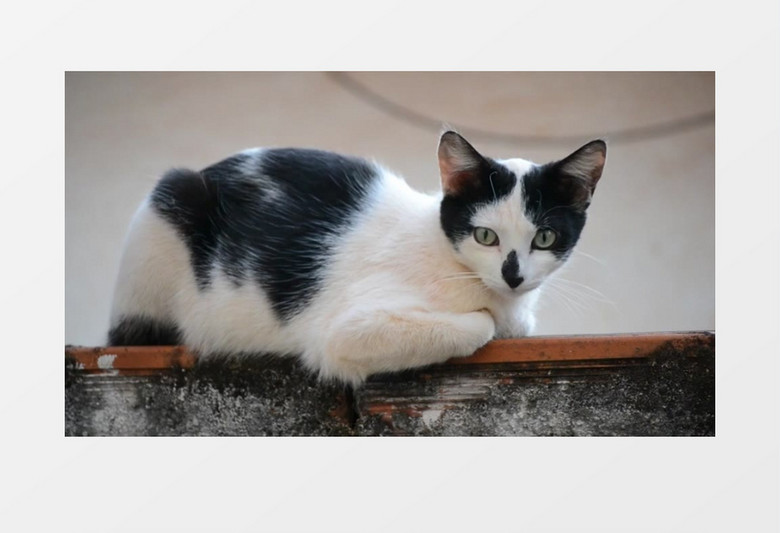 高清实拍午后慵懒的猫咪视频素材