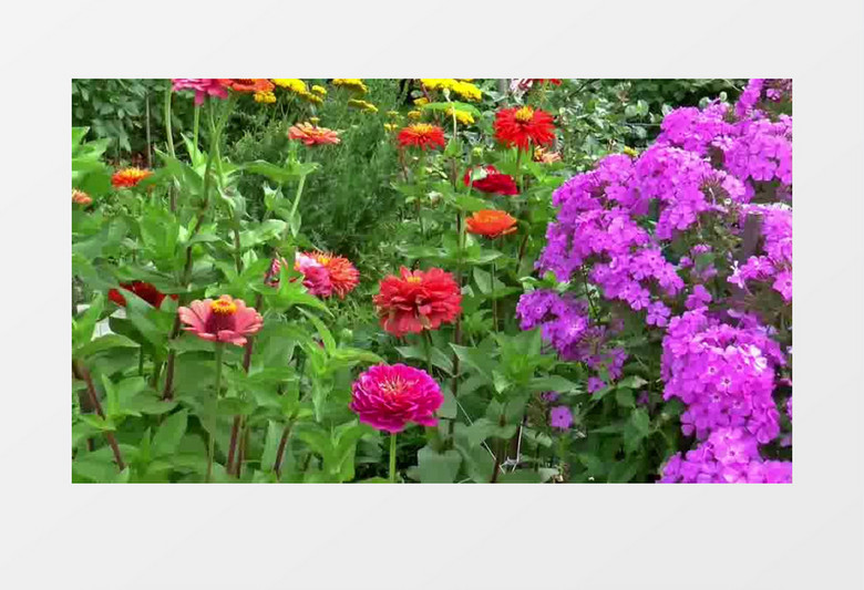 花朵实拍视频花朵mp4视频花朵视频素材