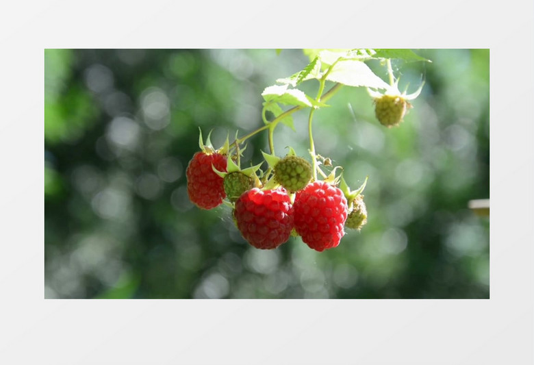 红色成熟山莓美味食用食品多含维生素水果实拍视频