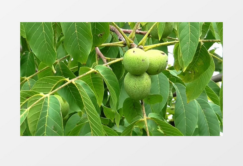  实拍风中的核桃树高清特写实拍视频素材