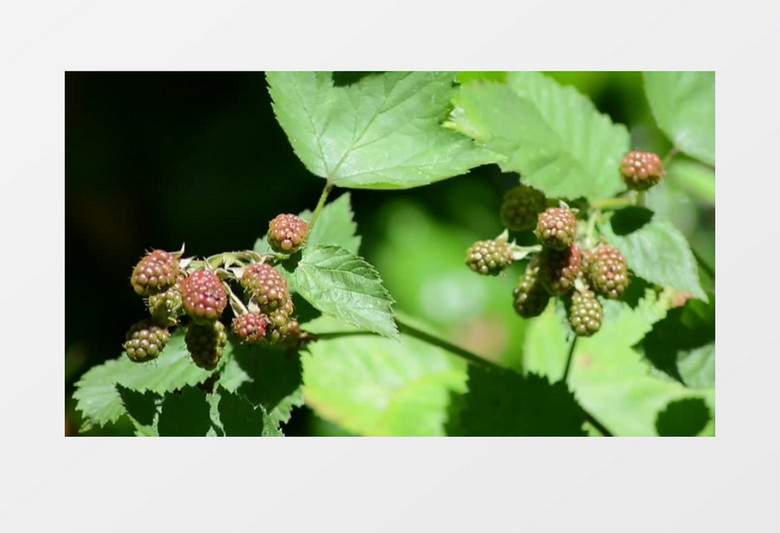  高清实拍微风中的等待成熟的桑葚实拍视频素材mp4  